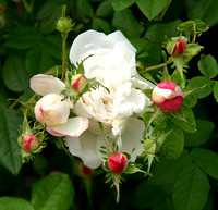 Flowers & Garden Bush