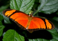 Butterfly Garden Kwadendamme